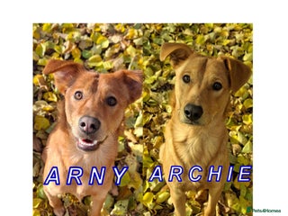 Mixed Breed dogs URGENT: 💙ARCHIE & ARNY – Two Ginger Love-Bugs💙 - Advert 2