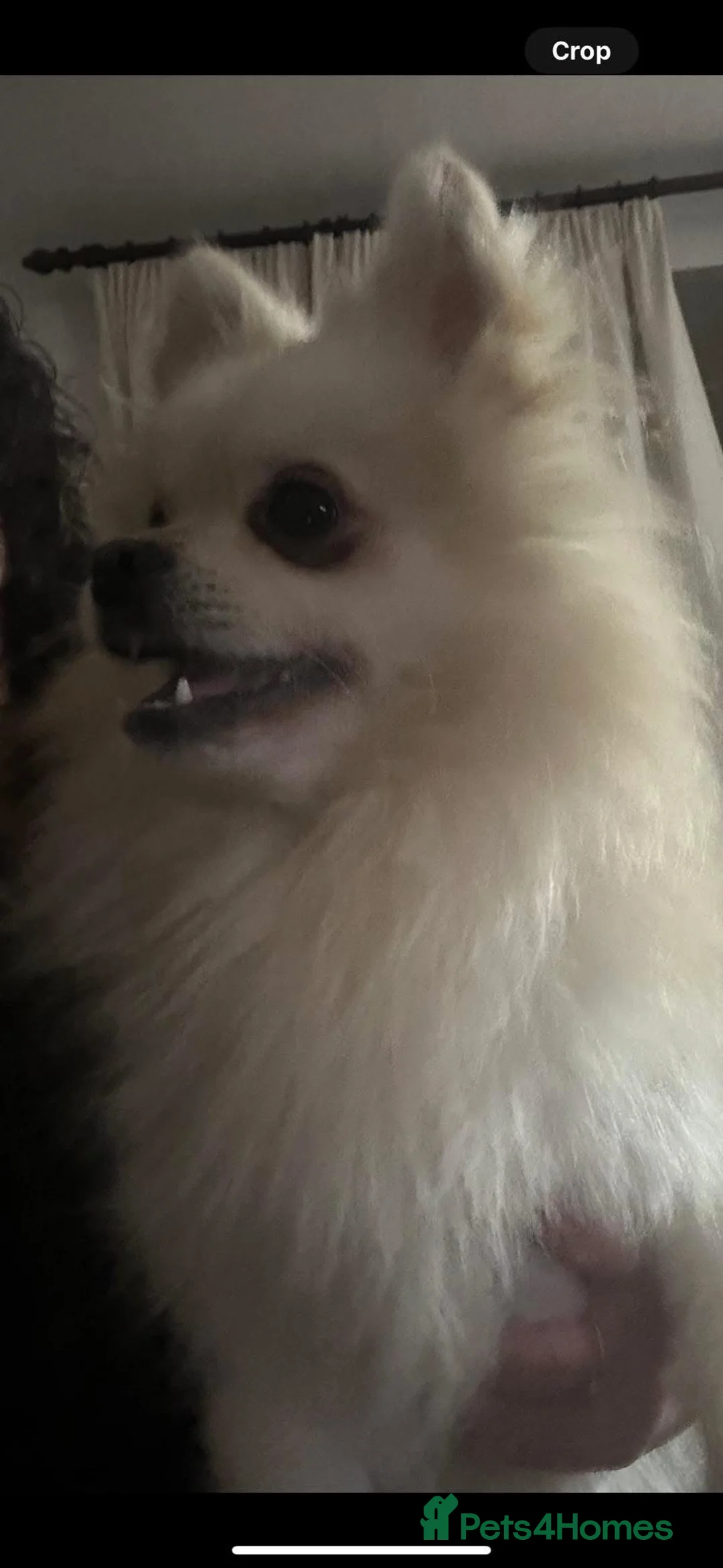 Pomchi dogs for sale: Beutiful  not neutered  - Advert 2