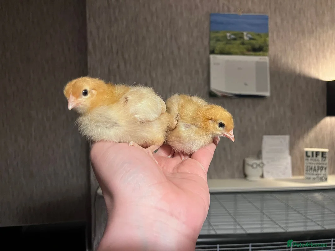Ducks poultry for sale: Chicks chickens and ducklings ducks  - Advert 5