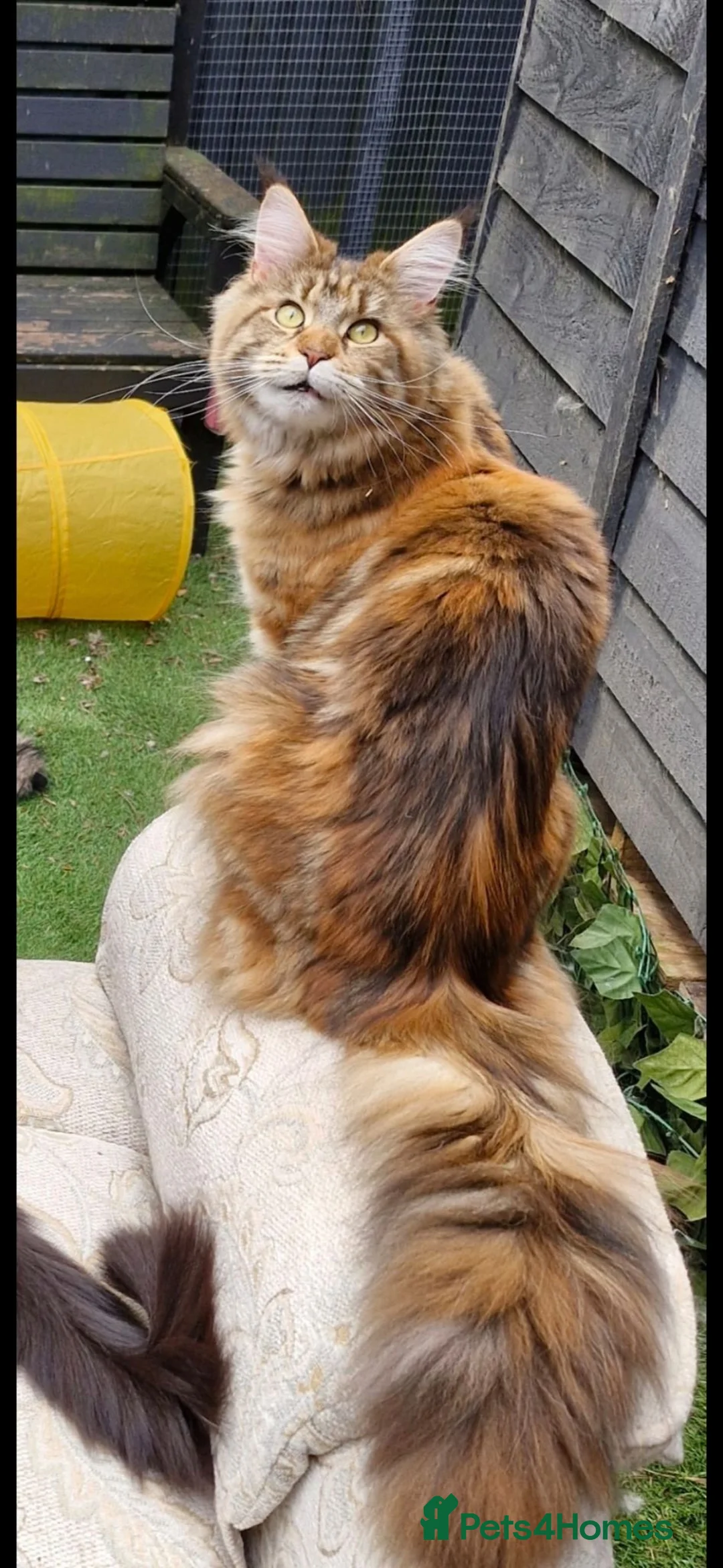 Maine Coon cats for sale: Garth - Advert 5