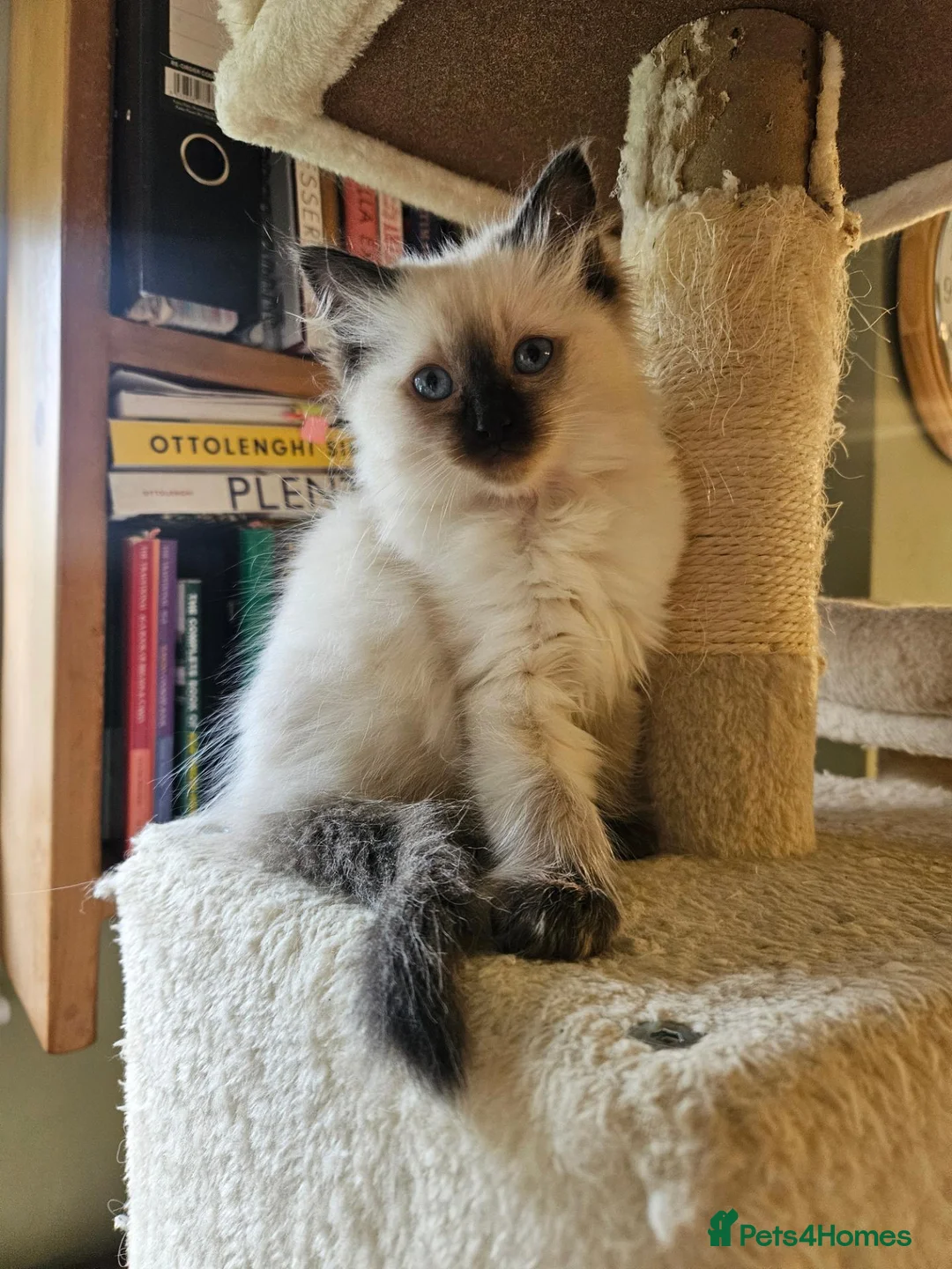 Ragdoll cats for sale: PEDIGREE RAGDOLL KITTENS - Advert 1
