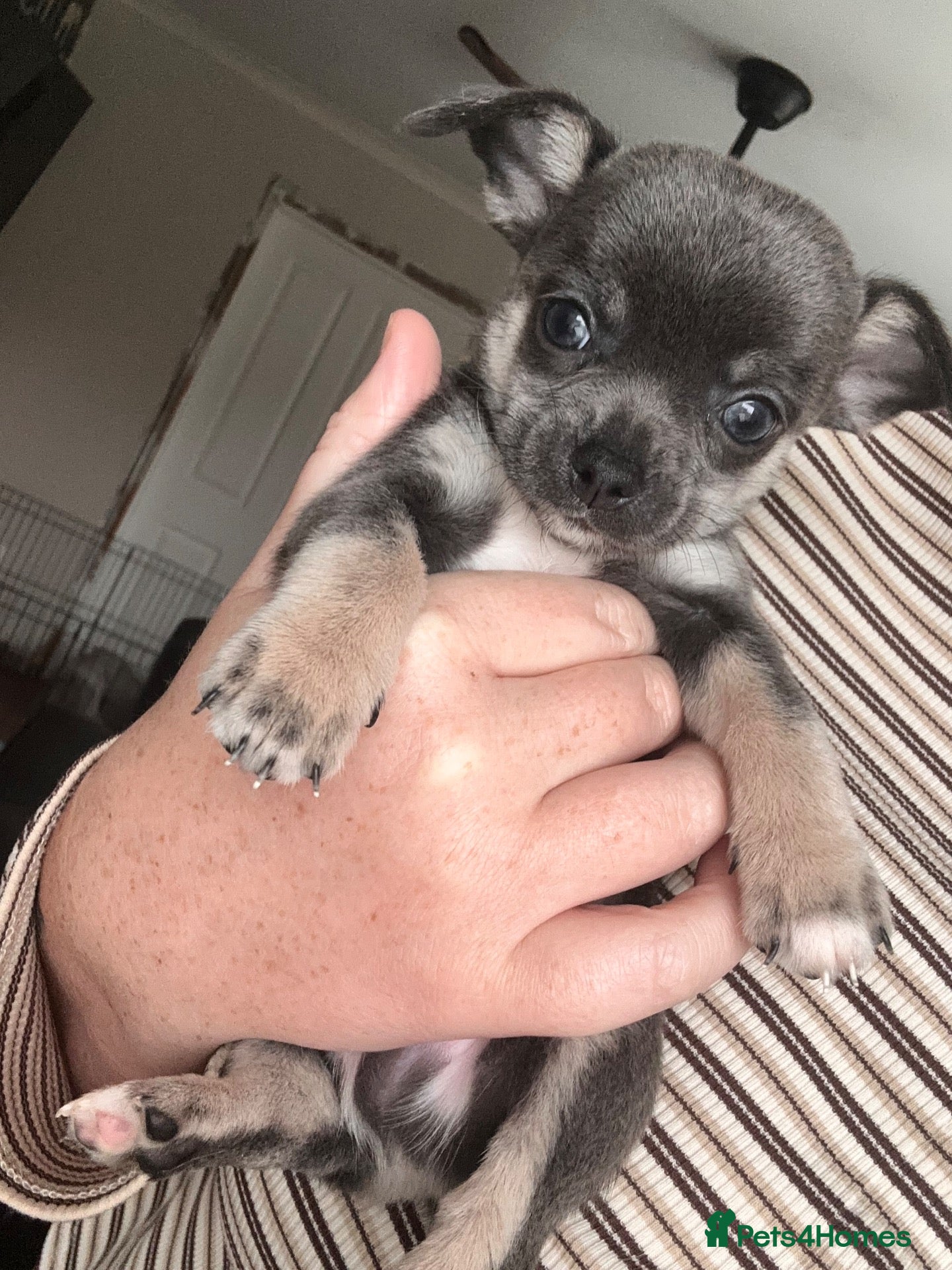 Chihuahua dogs for sale: 2 lovely chi boys remaining - Advert 3