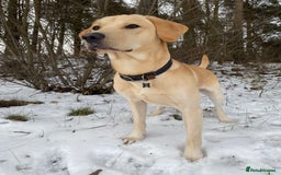 Labrador Retriever dogs for stud: 🌟Stunning Stud Dog Marley – Excellent Nature🌟 - Image 3