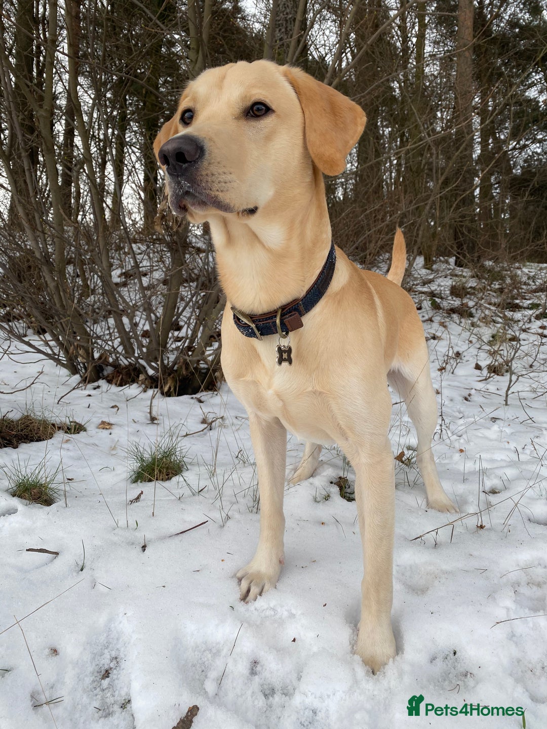 Labrador Retriever dogs for stud: 🌟Stunning Stud Dog Marley – Excellent Nature🌟 - Image 3