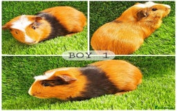 Guinea Pig rodents for sale: 8 Week Old Boar Guinea Pigs - Image 1