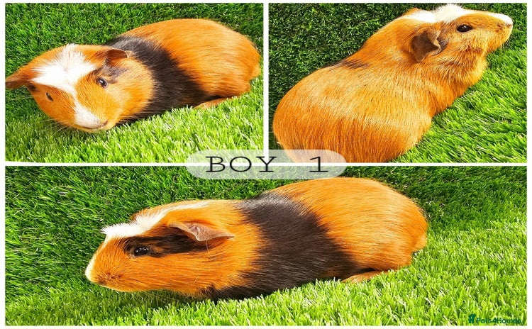 Guinea Pig rodents - Advert 1