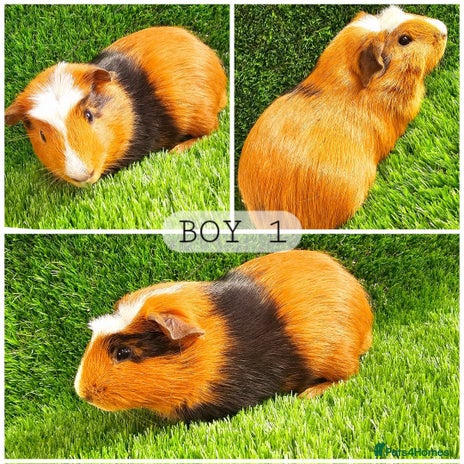 Guinea Pig rodents - Advert 16