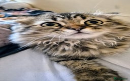 Scottish Fold cats for sale: 2 boys left! TICA registered Scottish Fold - Image 10