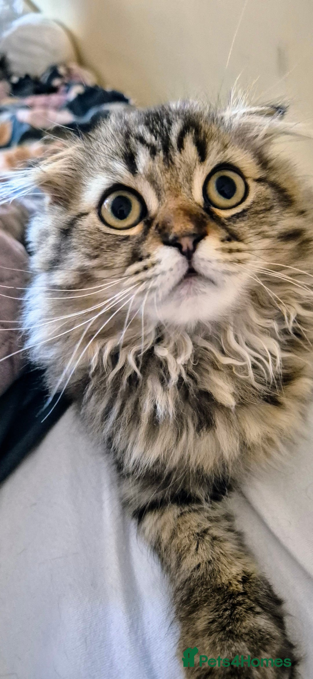 Scottish Fold cats for sale: 2 boys left! TICA registered Scottish Fold - Image 10