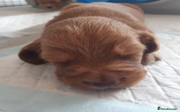 Cocker Spaniel dogs for sale: Kc registered cocker spaniel puppies - Image 3