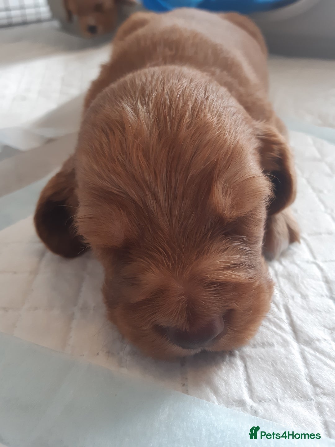 Cocker Spaniel dogs for sale: Kc registered cocker spaniel puppies - Image 3