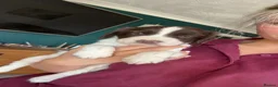 English Springer Spaniel dogs for sale: KC Reg Male Springer Spaniel pups  - Advert 8