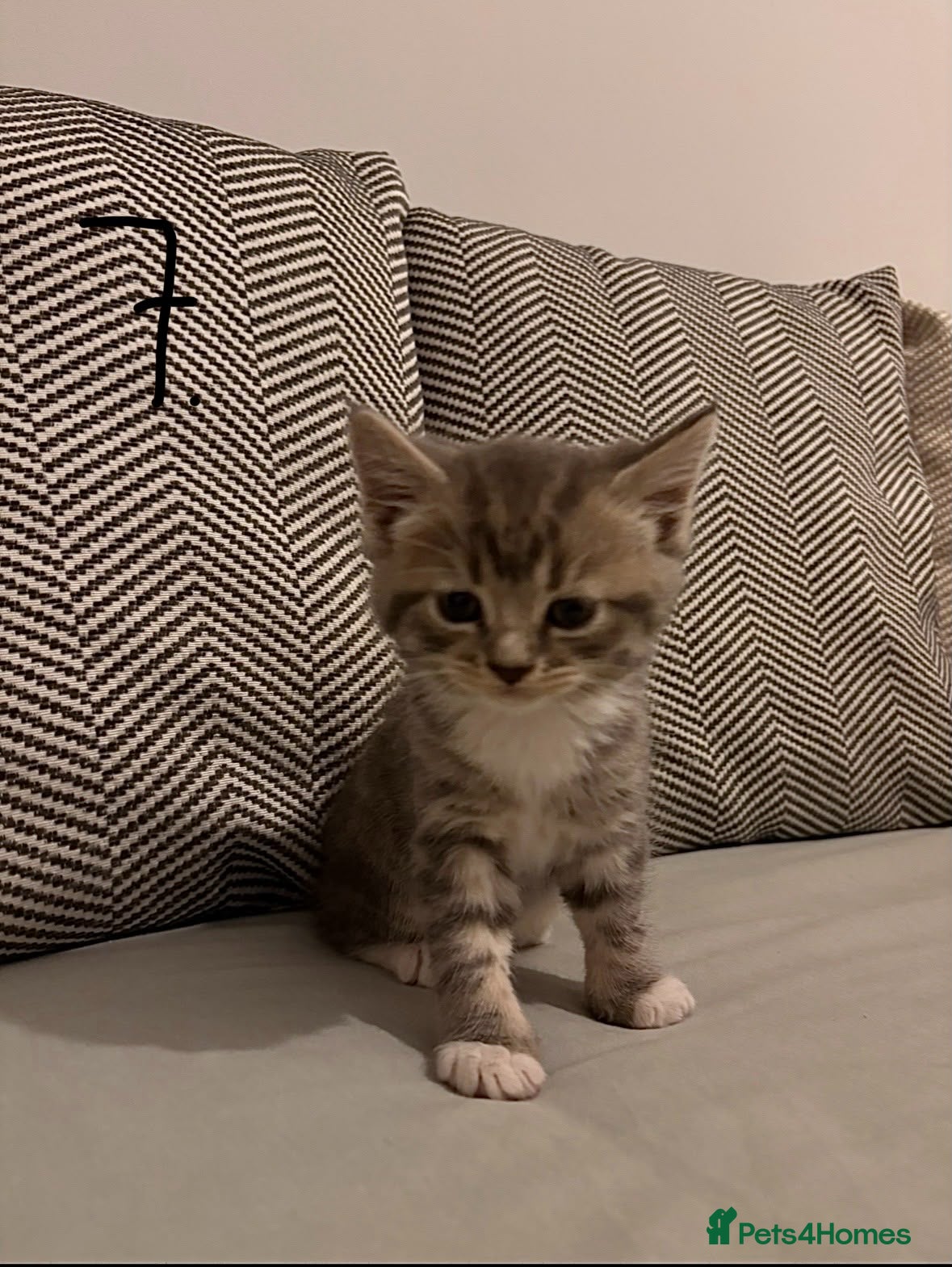 British Shorthair cats 🐾🚨ATTENTION:PROFESSIONAL CUDDLE MONSTERS 🚨🐾 - Advert 2