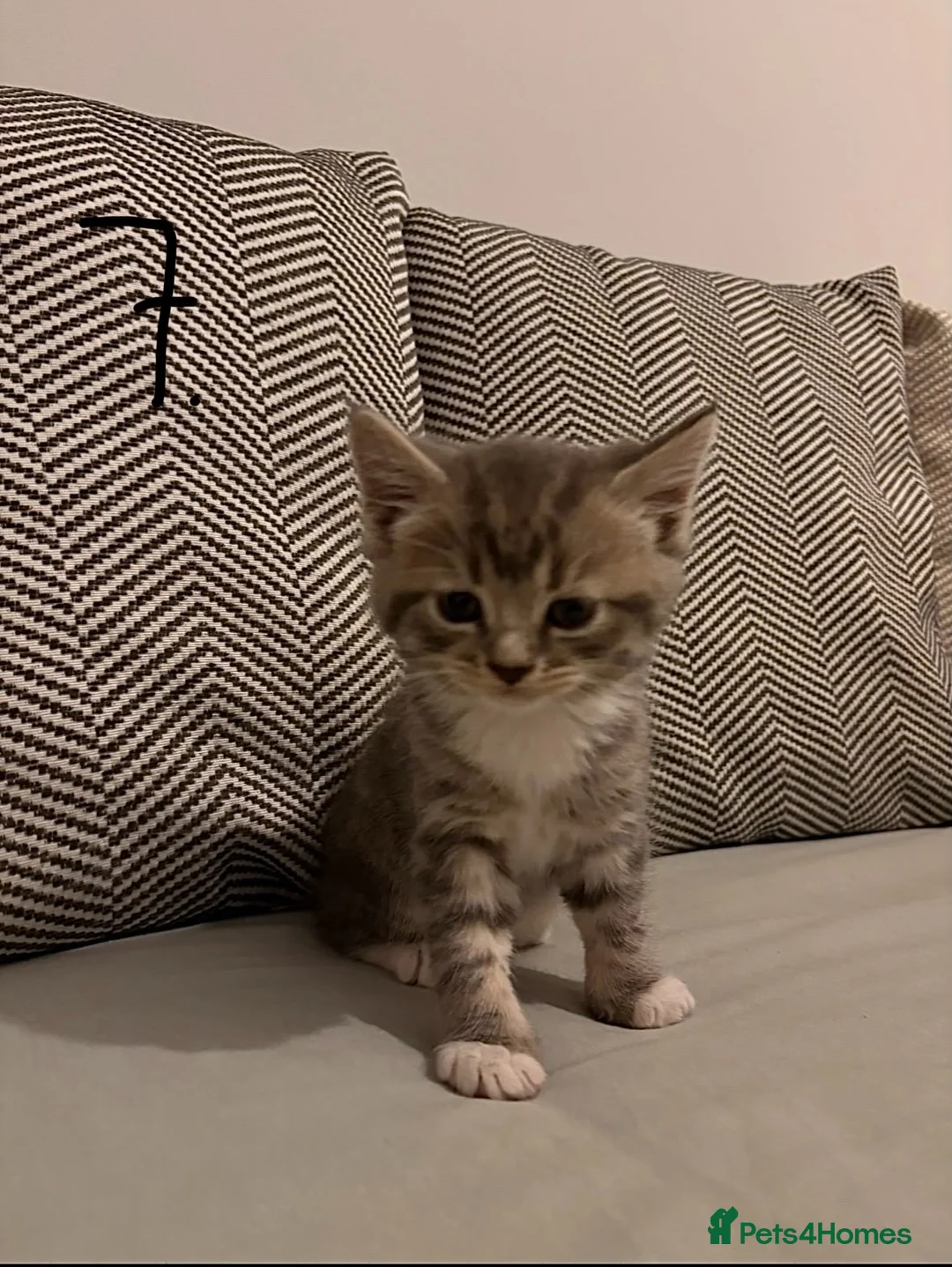 British Shorthair cats for sale: 🐾🚨ATTENTION:PROFESSIONAL CUDDLE MONSTERS 🚨🐾 - Advert 2