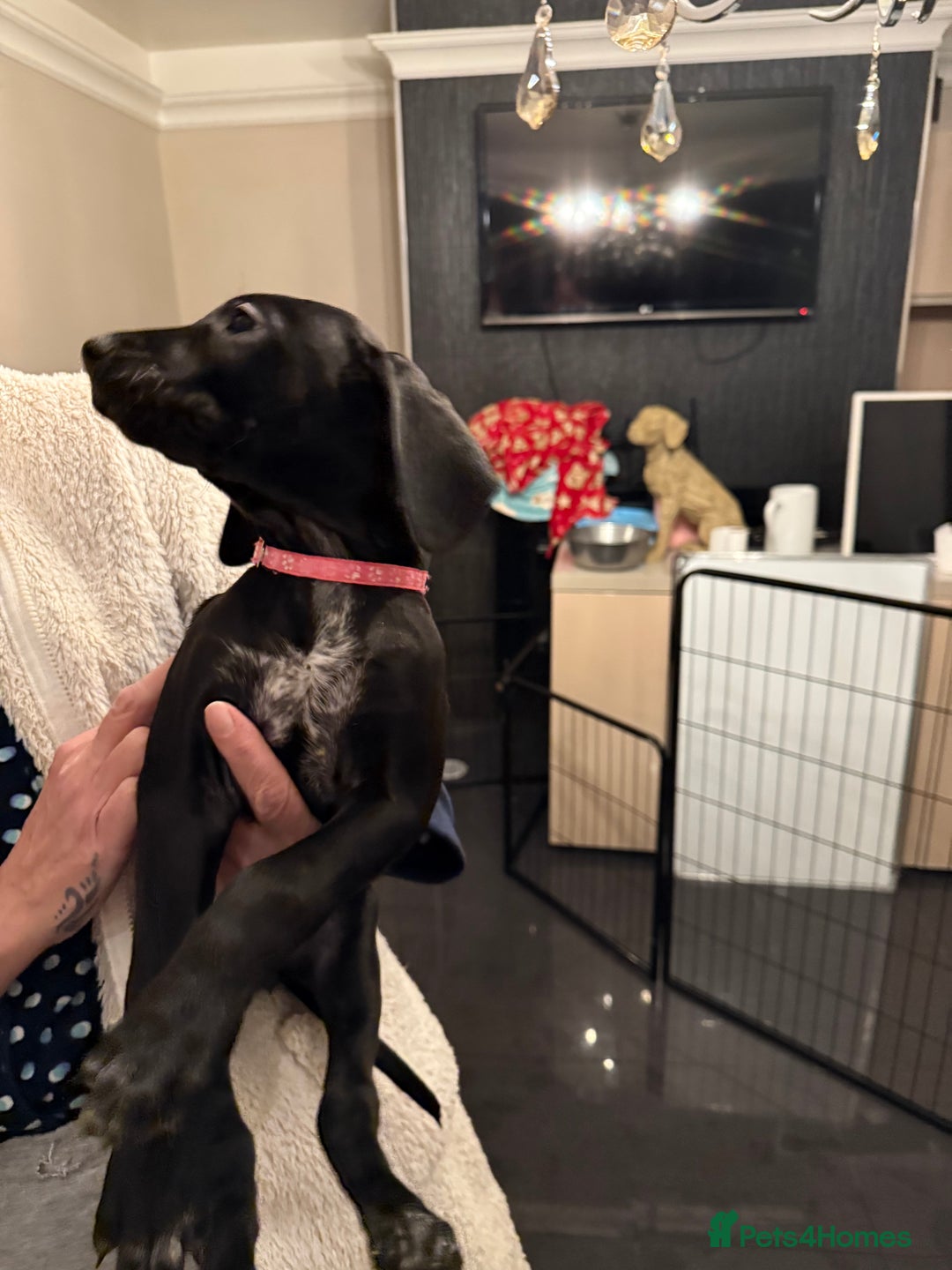 Mixed Breed dogs for sale: Well reared Quality puppies - Advert 37