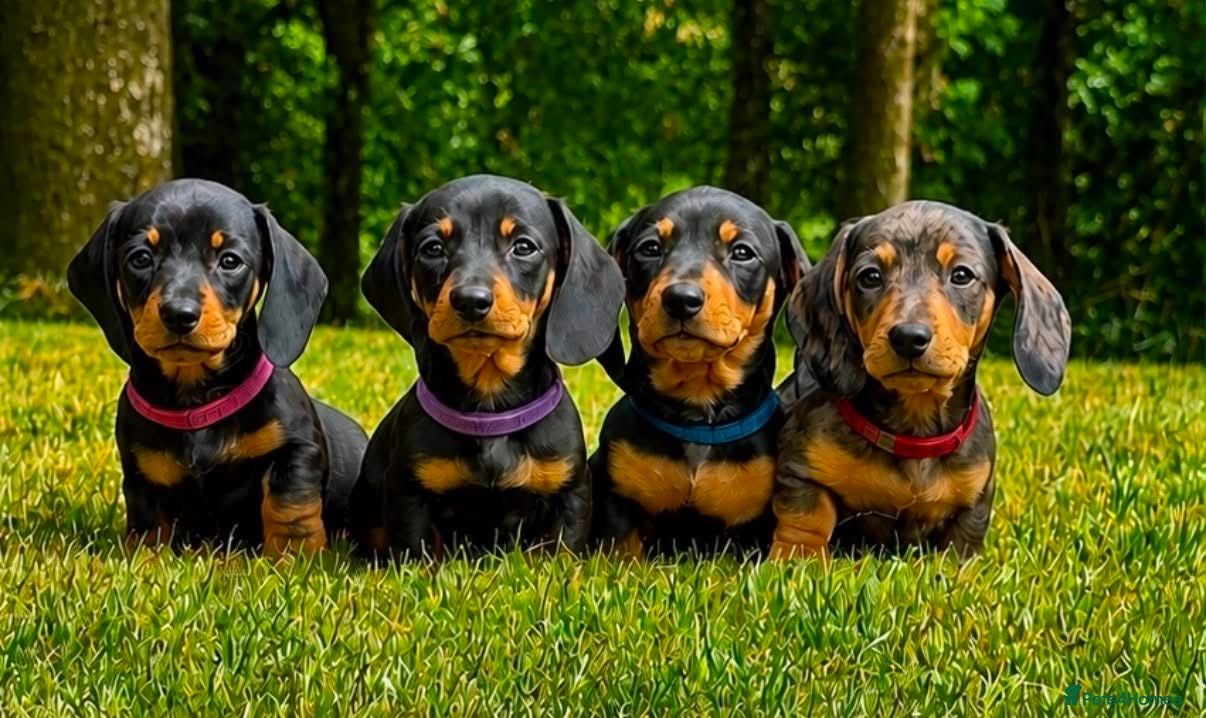 Miniature Dachshund dogs Stunning KC Registered Miniature Dachshund Puppies - Advert 1