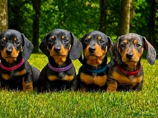 Miniature Dachshund dogs Stunning KC Registered Miniature Dachshund Puppies - Advert 1