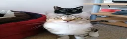 Mixed Breed cats for sale: 2 female adult cats looking for their new ho w in Enfield - Advert 1