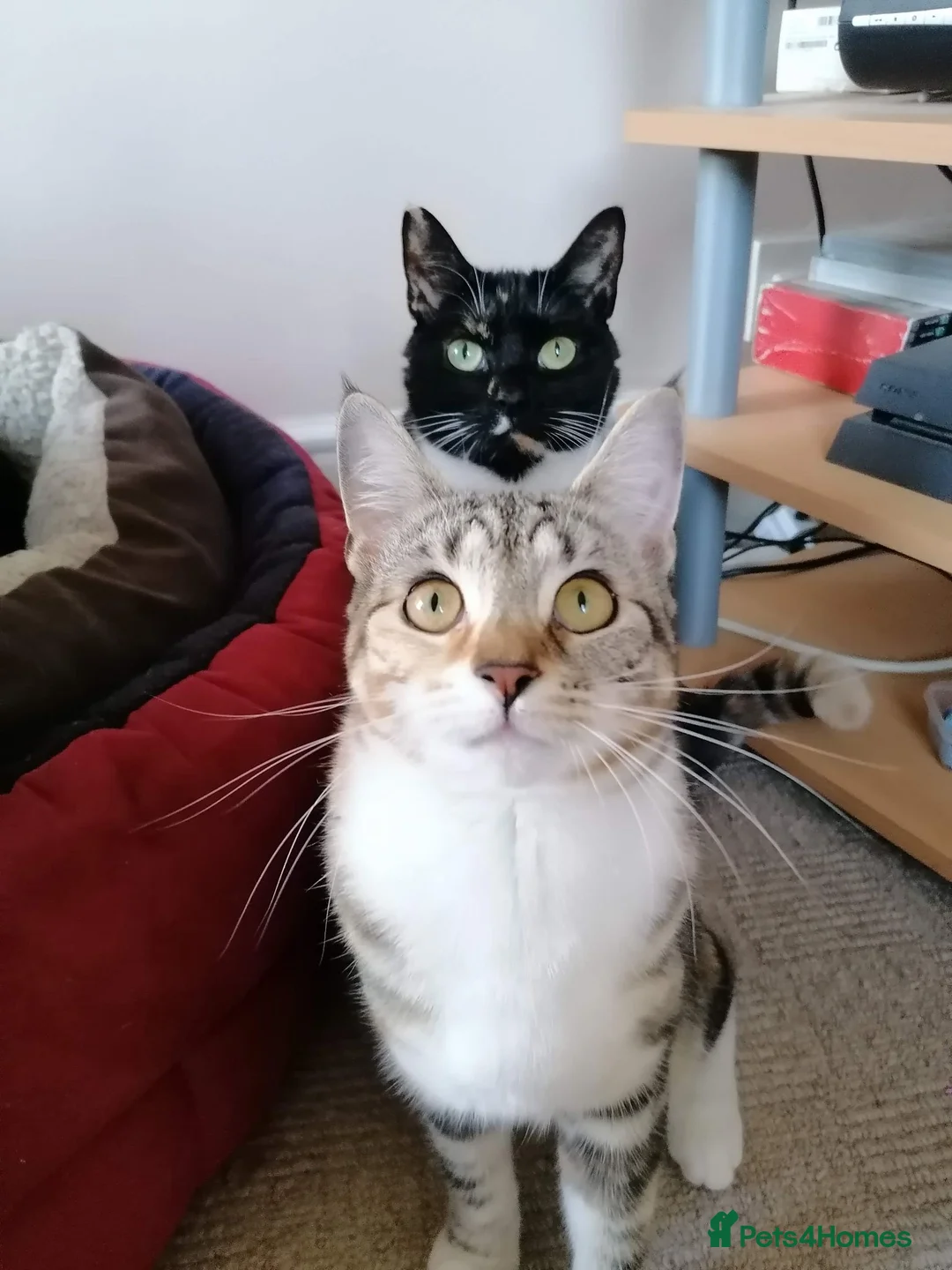Mixed Breed cats for sale: 2 female adult cats looking for their new ho w in Enfield - Advert 1