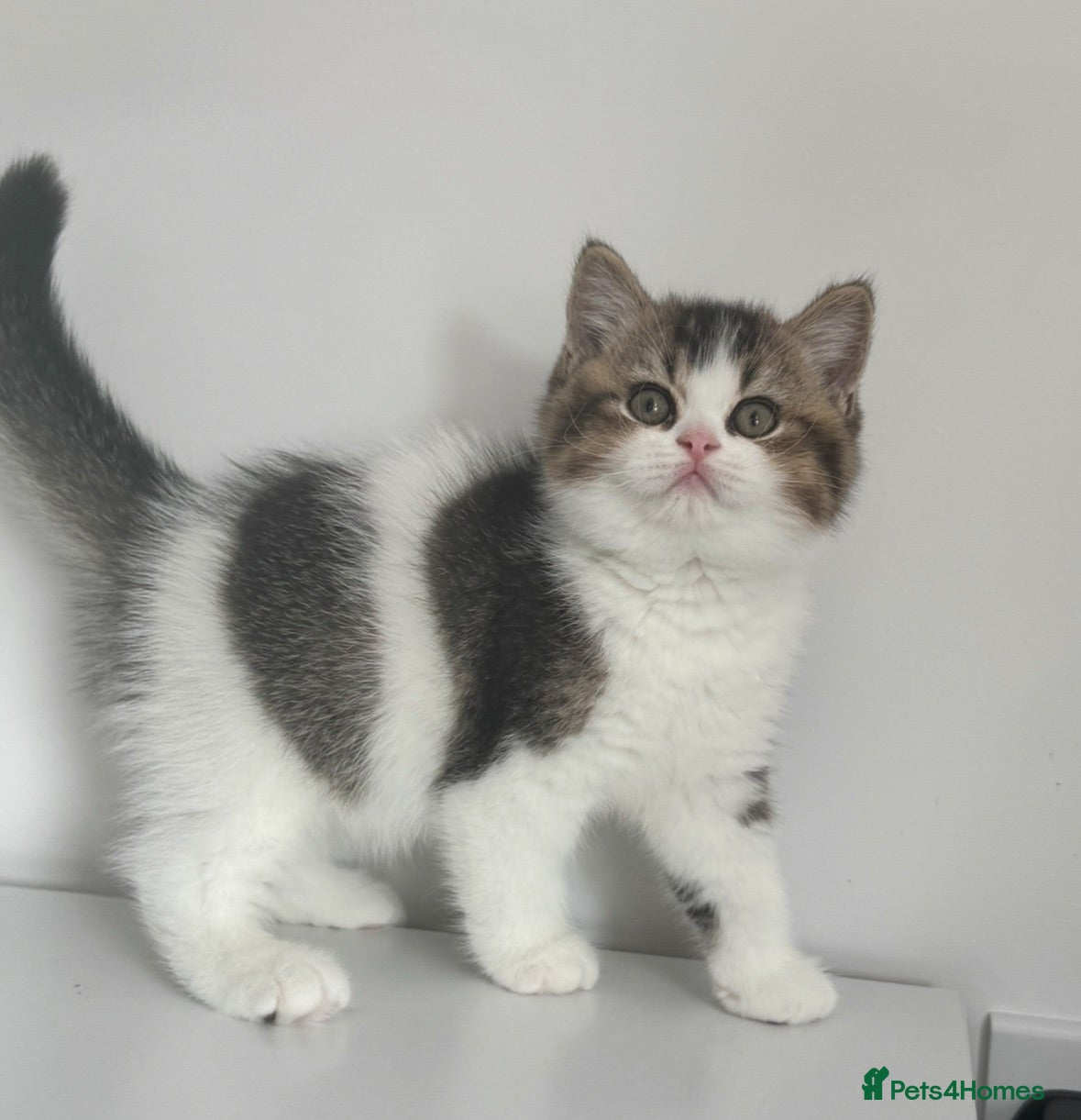 British Shorthair cats Last one rare tabby bi colour boy TICA  - Advert 1