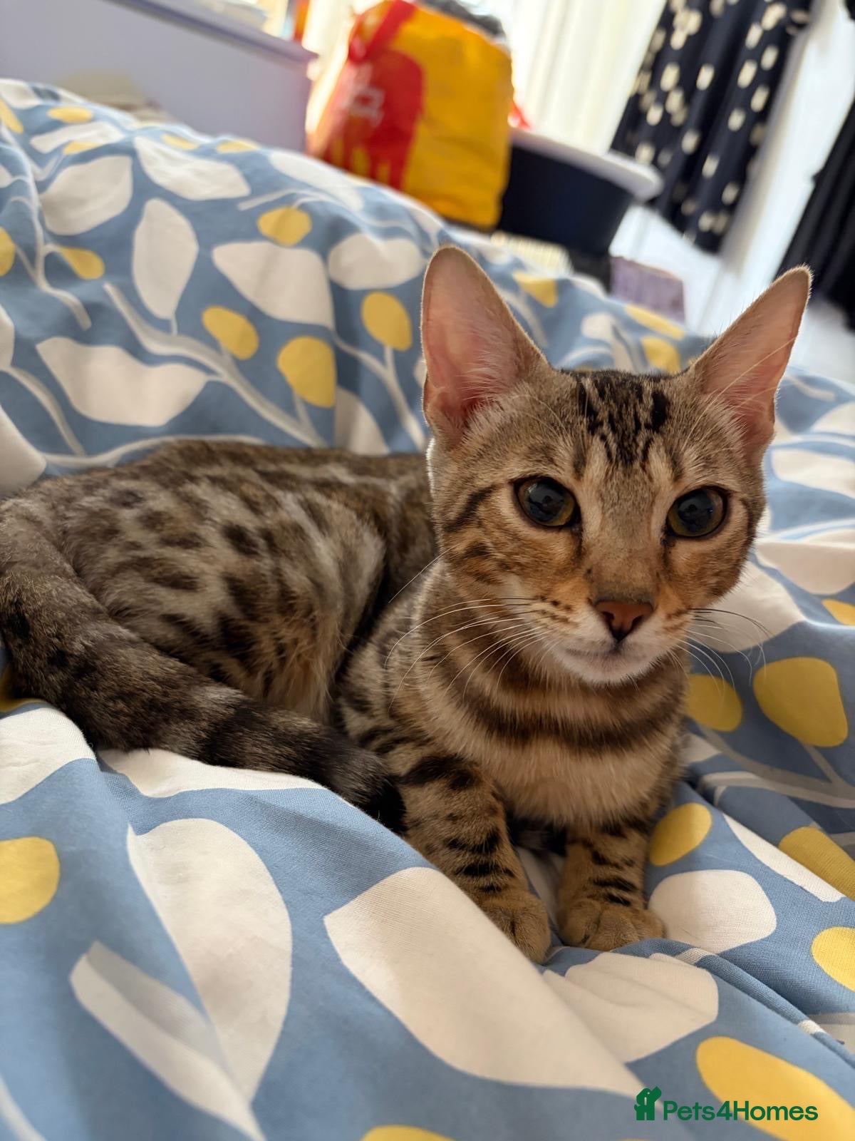 Bengal cats ✨ Exceptional Pure TICA Reg Bengal Kittens ✨  - Advert 1