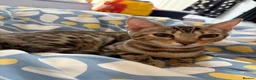 Bengal cats for sale: ✨ Exceptional Pure TICA Reg Bengal Kittens ✨  - Advert 1