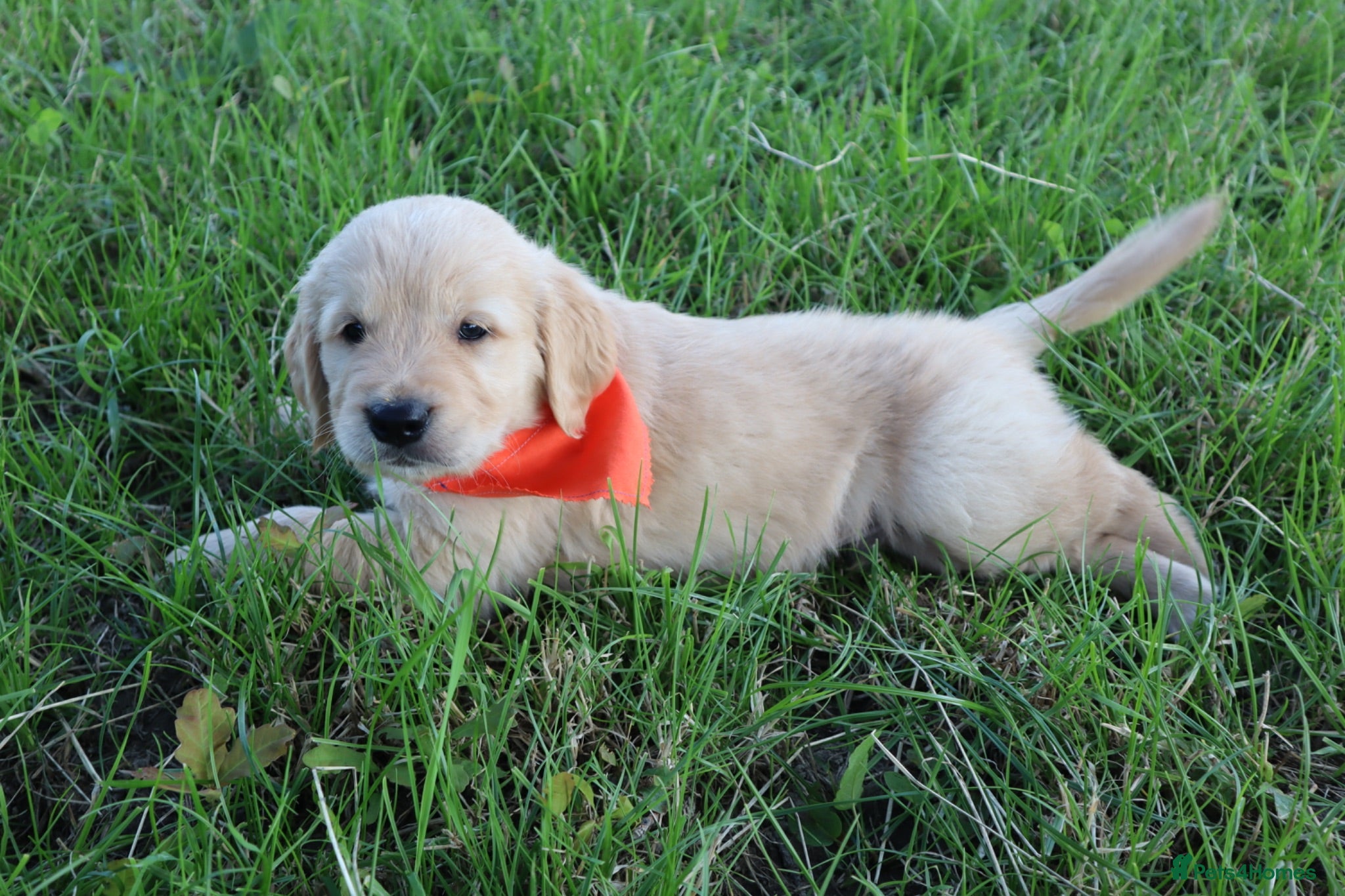 Golden Retriever dogs Gorgeous litter of 4G 5B pure golden retrievers.  - Advert 1