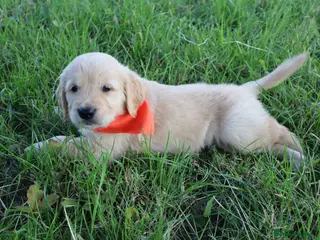 Golden Retriever dogs Gorgeous litter of 4G 5B pure golden retrievers. - Advert 1
