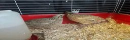 Quail poultry for sale: 3 Corturnix and 2 Celadon - Advert 6