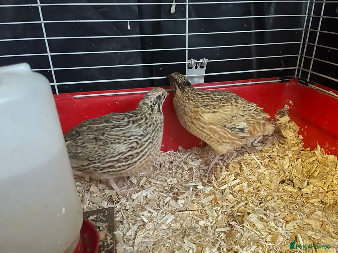 Quail poultry for sale: 3 Corturnix and 2 Celadon - Advert 6