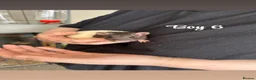Rat rodents for sale: Baby rats  in Trowbridge - Advert 12