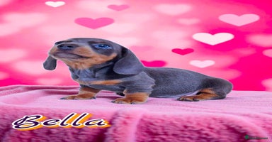 Dachshund dogs - Advert 3