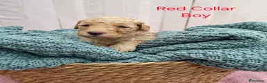 Mini Goldendoodle Puppy 3