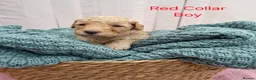 Mini Goldendoodle dogs for sale: Mini Goldendoodle Puppies - Advert 32