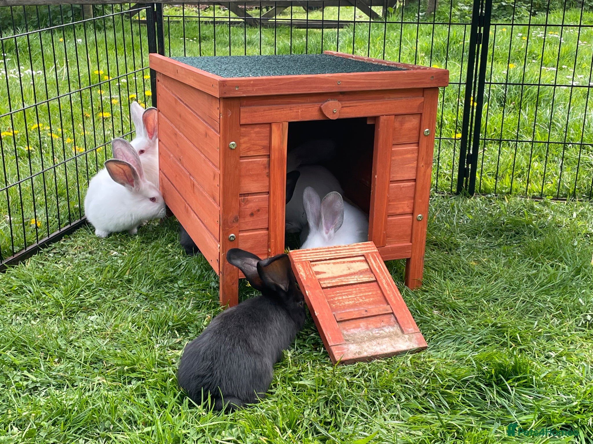 Mixed Breed rabbits Continental giant x Transylvanian giant - Advert 2