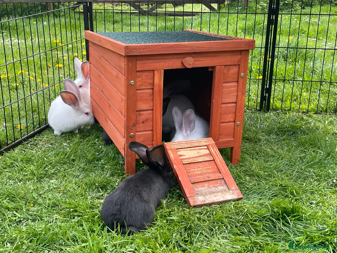 Mixed Breed rabbits for sale: Continental giant x Transylvanian giant - Advert 2