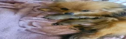 Pomeranian dogs for sale: 2 female pomeranian puppies - Advert 2