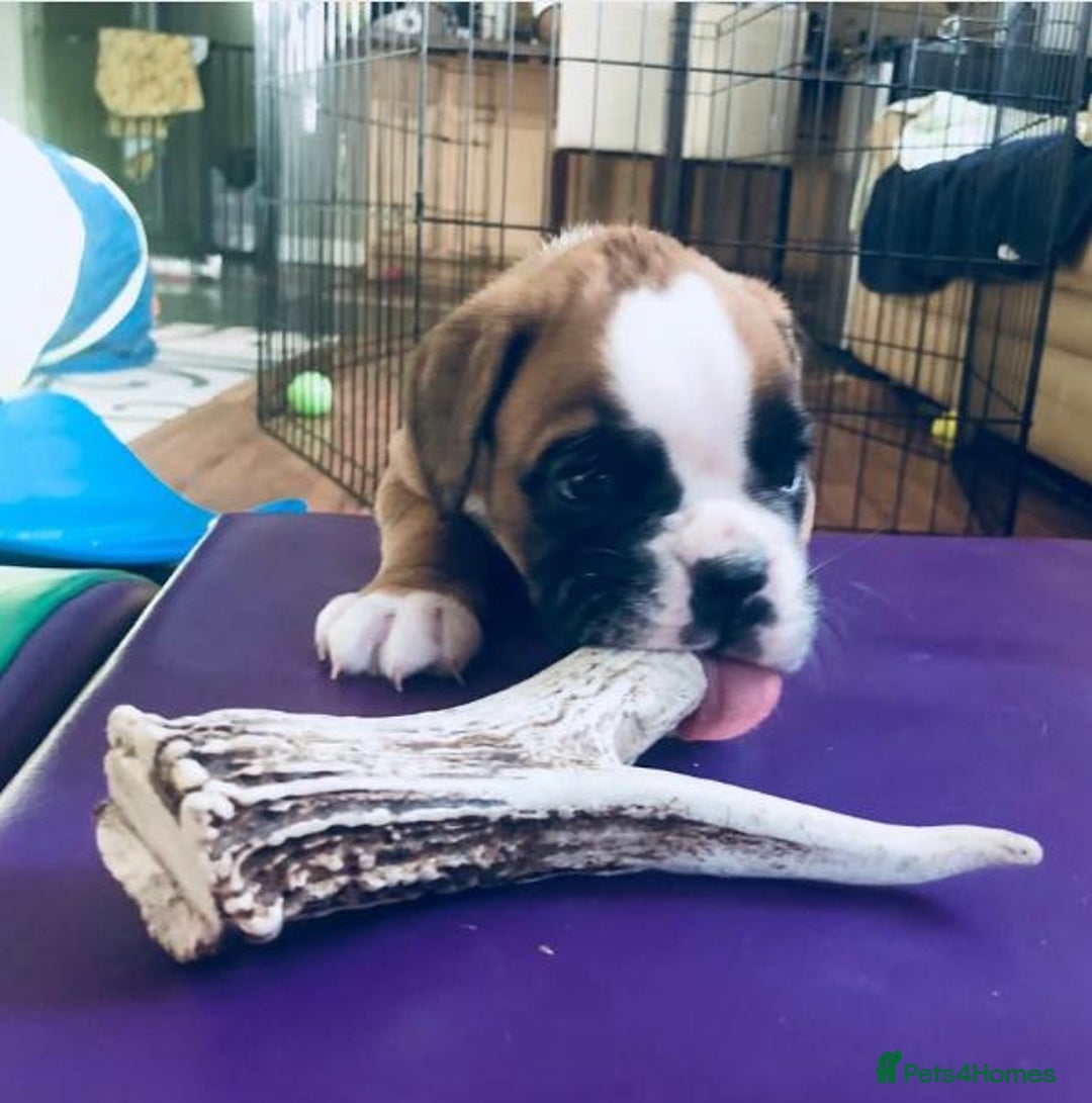 Boxer dogs for sale: BEAUTIFUL BOXER PUPPIES BOBTAIL AND TAIL - Image 9