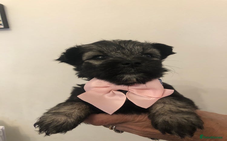 Miniature Schnauzer dogs - Advert 11
