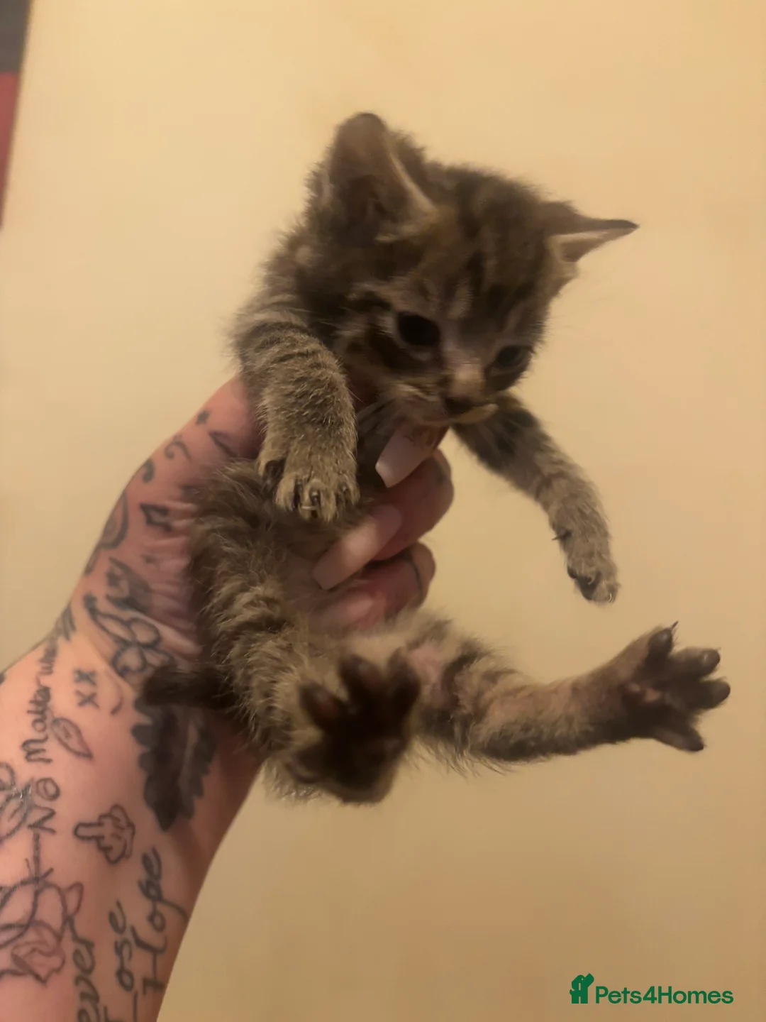 Mixed Breed cats for sale: 3 kittens for sale - Advert 3