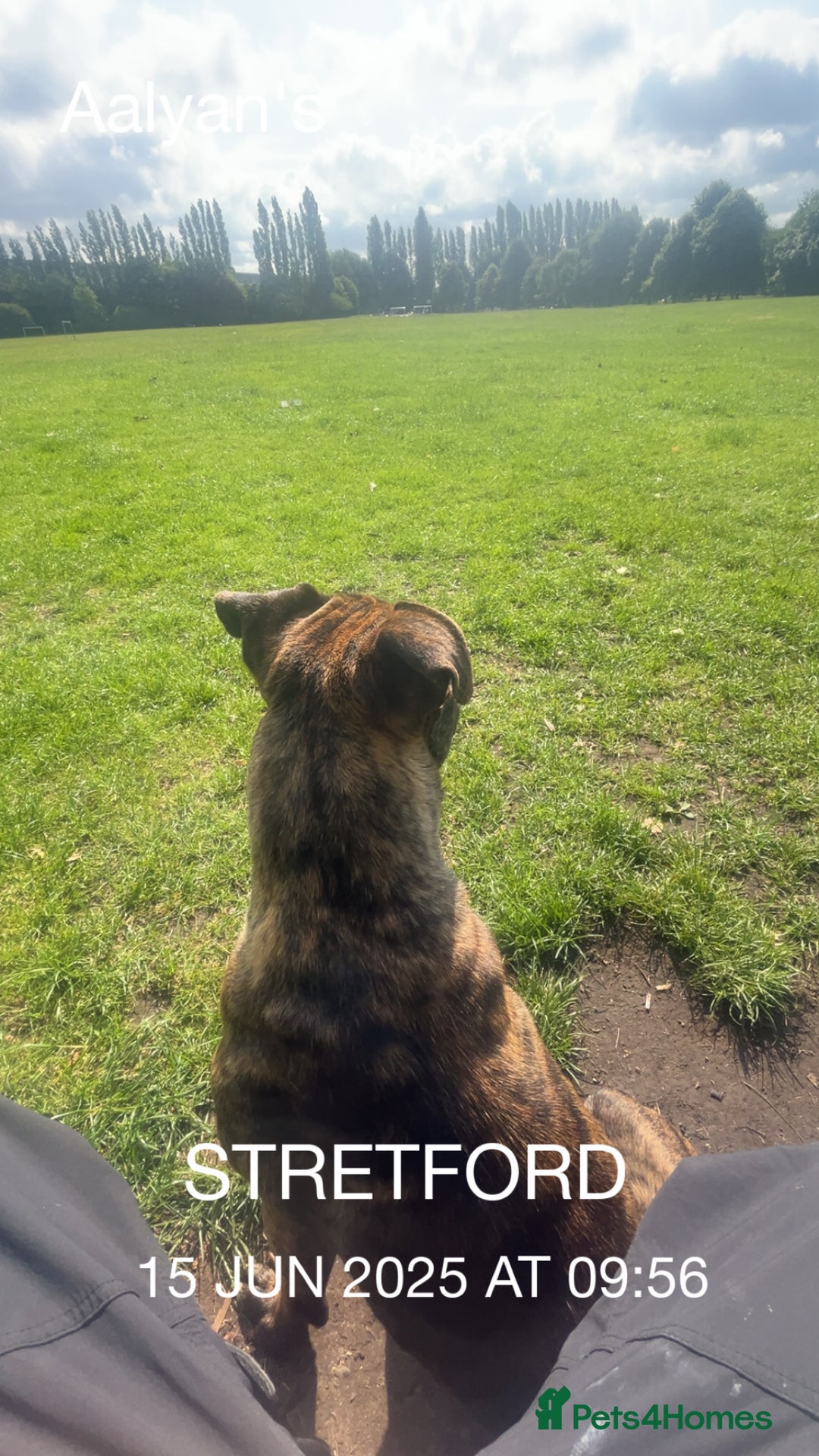Presa Canario dogs for sale: Presa canario  - Image 5