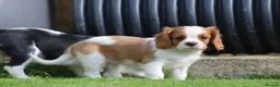 Cavalier King Charles Spaniel dogs for sale: Beautiful Cavalier King Charles Spaniel puppies - Advert 28