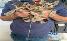 Mixed Breed cats for sale: Beautiful half Siamese kittens  - Image 5