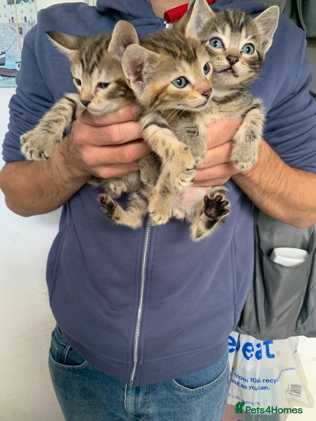 Mixed Breed cats for sale: Beautiful half Siamese kittens  - Image 5