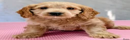 Cockapoo dogs for sale: Licensed breeder, health tested F1 cockapoos - Advert 36