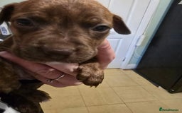 Mixed Breed dogs for sale: Bullmastiff x staff puppies - Image 11
