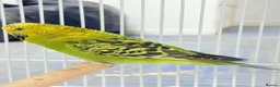 Budgerigars birds for sale: Budgies pair & cage in Dagenham - Advert 9