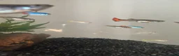 Other/Mixed Breed fish for sale: Standard & Endler guppies  in Manchester - Advert 2