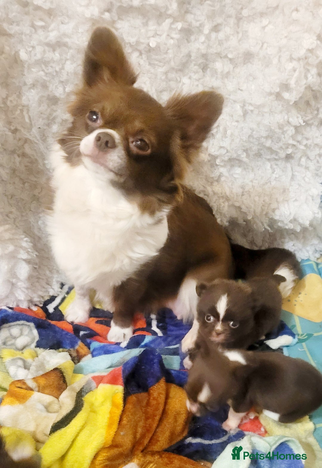 Chihuahua dogs for sale: Beautiful chihuahua babies - Advert 10