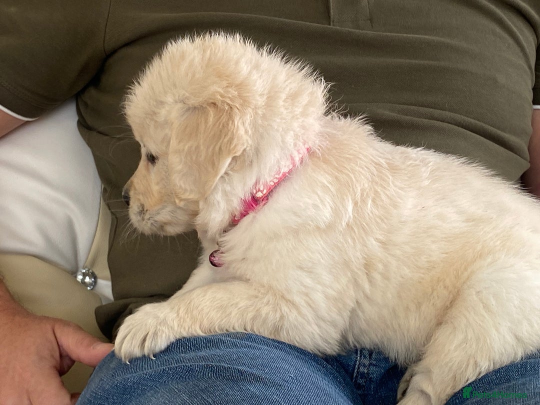 Golden Retriever dogs for sale: Fabulous golden retriever puppies  - Image 24